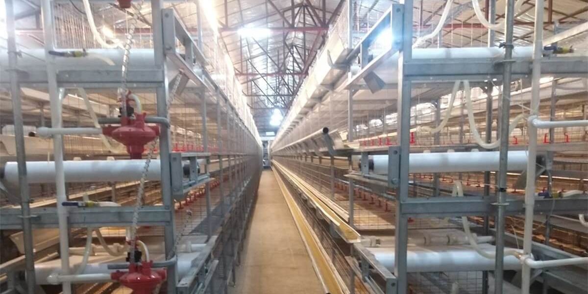 قفص الدجاج اللاحم