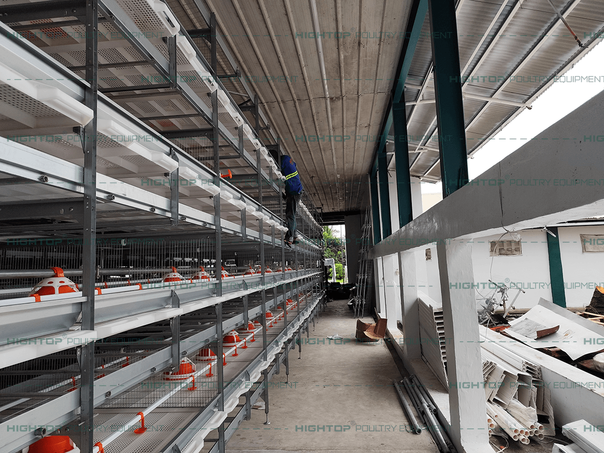 تركيب قفص دجاج التسمين ذو الشبكة القابلة للسحب